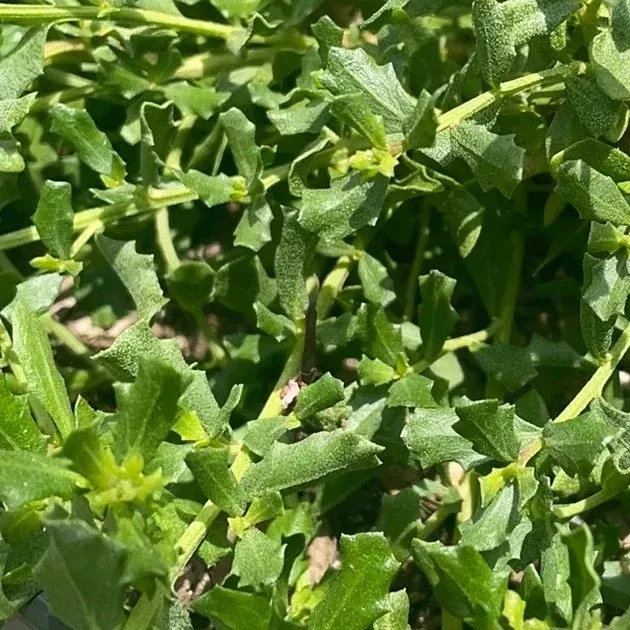 Prostrate Coyote Brush