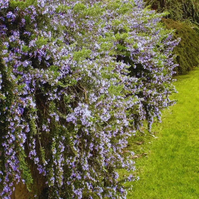 Prostratus Trailing Rosemary Plant Plug (Salvia rosmarinus 'Prostratus') – Trailing Variety for Hanging Baskets and Borders.