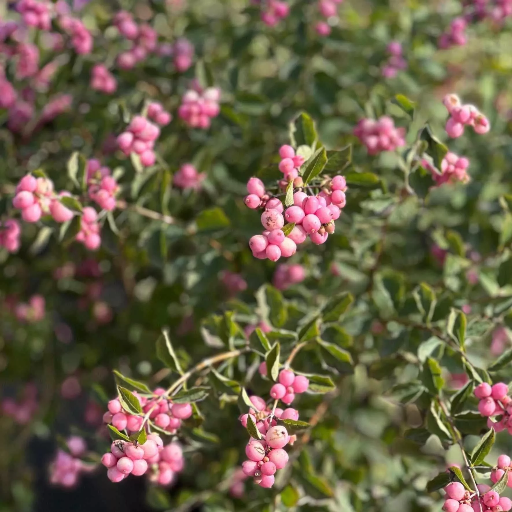Proud Berry Coral Berry