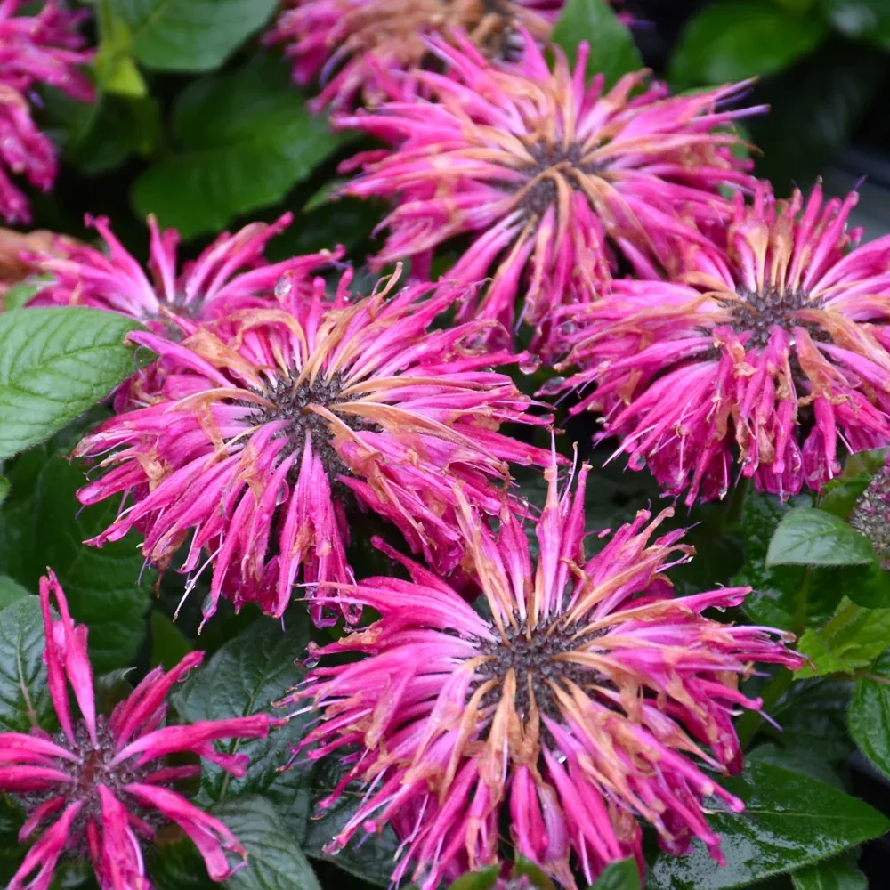 Proven Winners Leading Lady Razzberry Bee Balm (Monarda) - 1 Gallon Pot