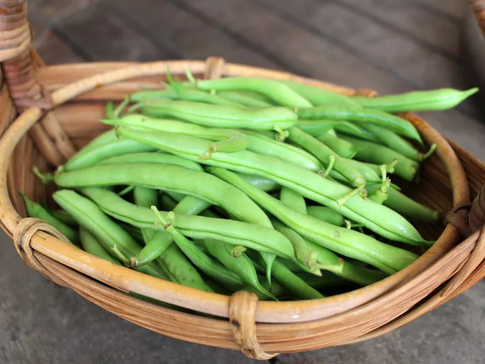 Provider Organic Bean Seeds
