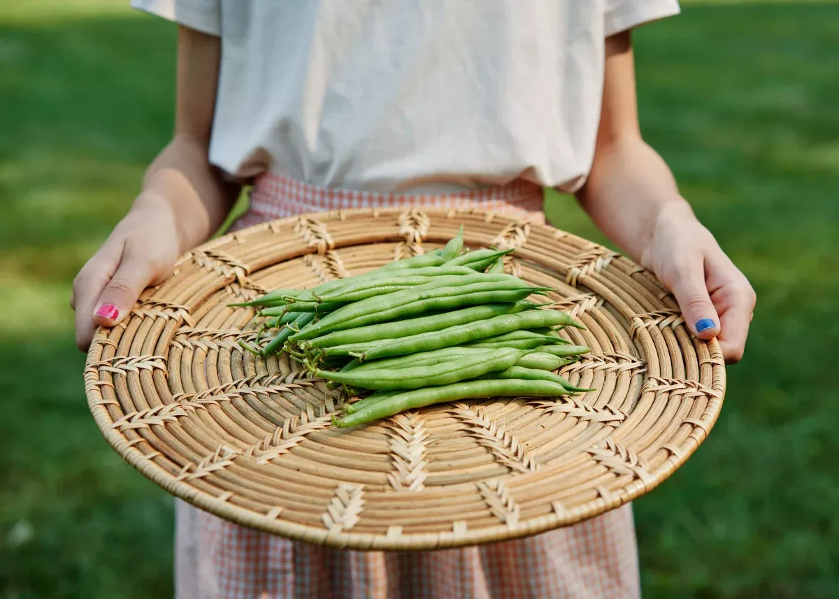 Provider - Organic Bush Bean Seeds