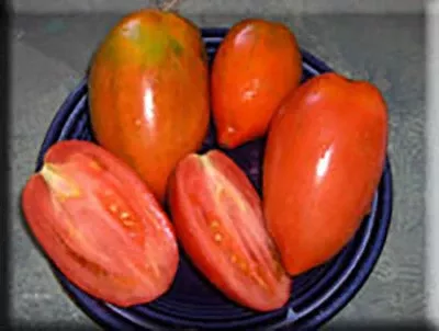 Prue Tomato