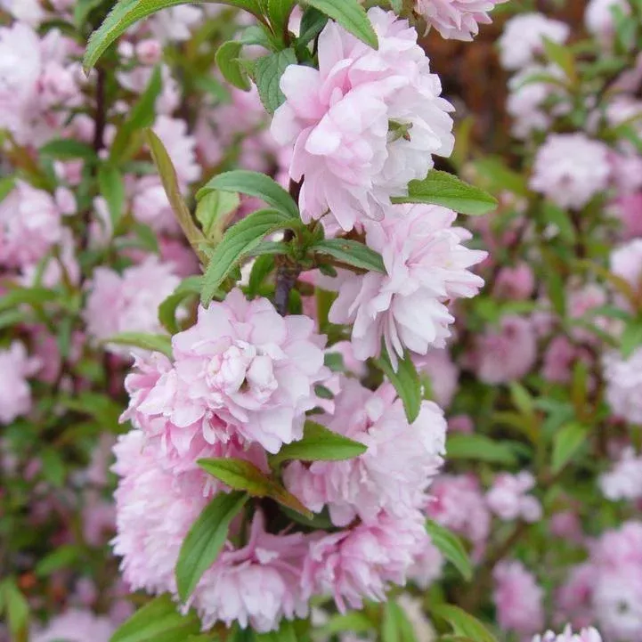 Prunus glandulosa 'Rosea'- Pink Flowering Almond
