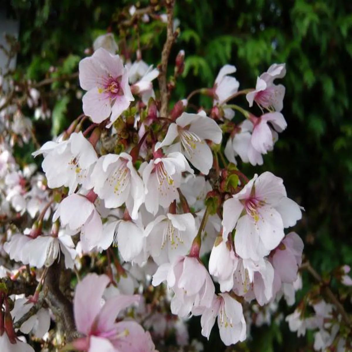 Prunus incisa Kojo-no-mai 10LFuji Cherry