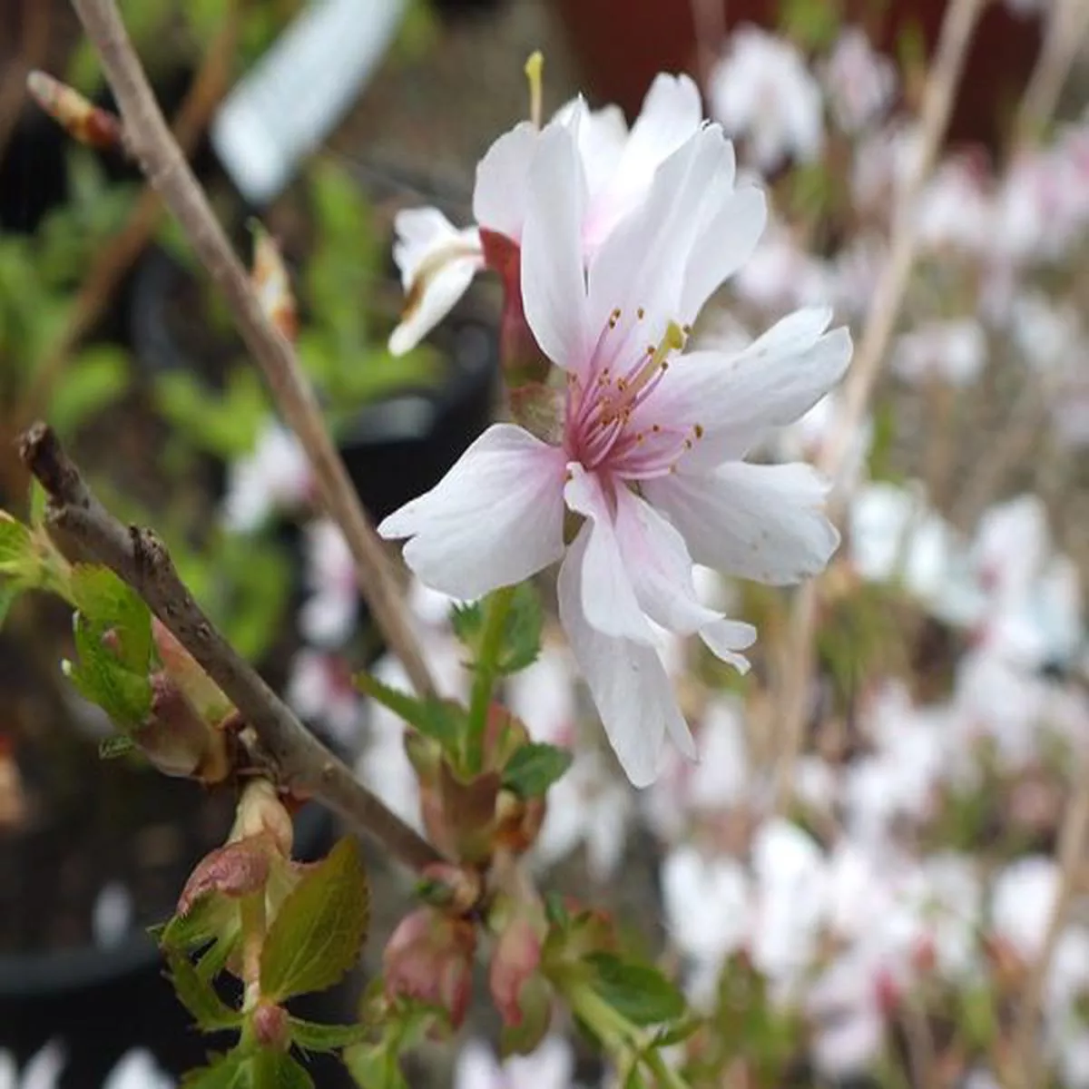 Prunus incisa Mikinori