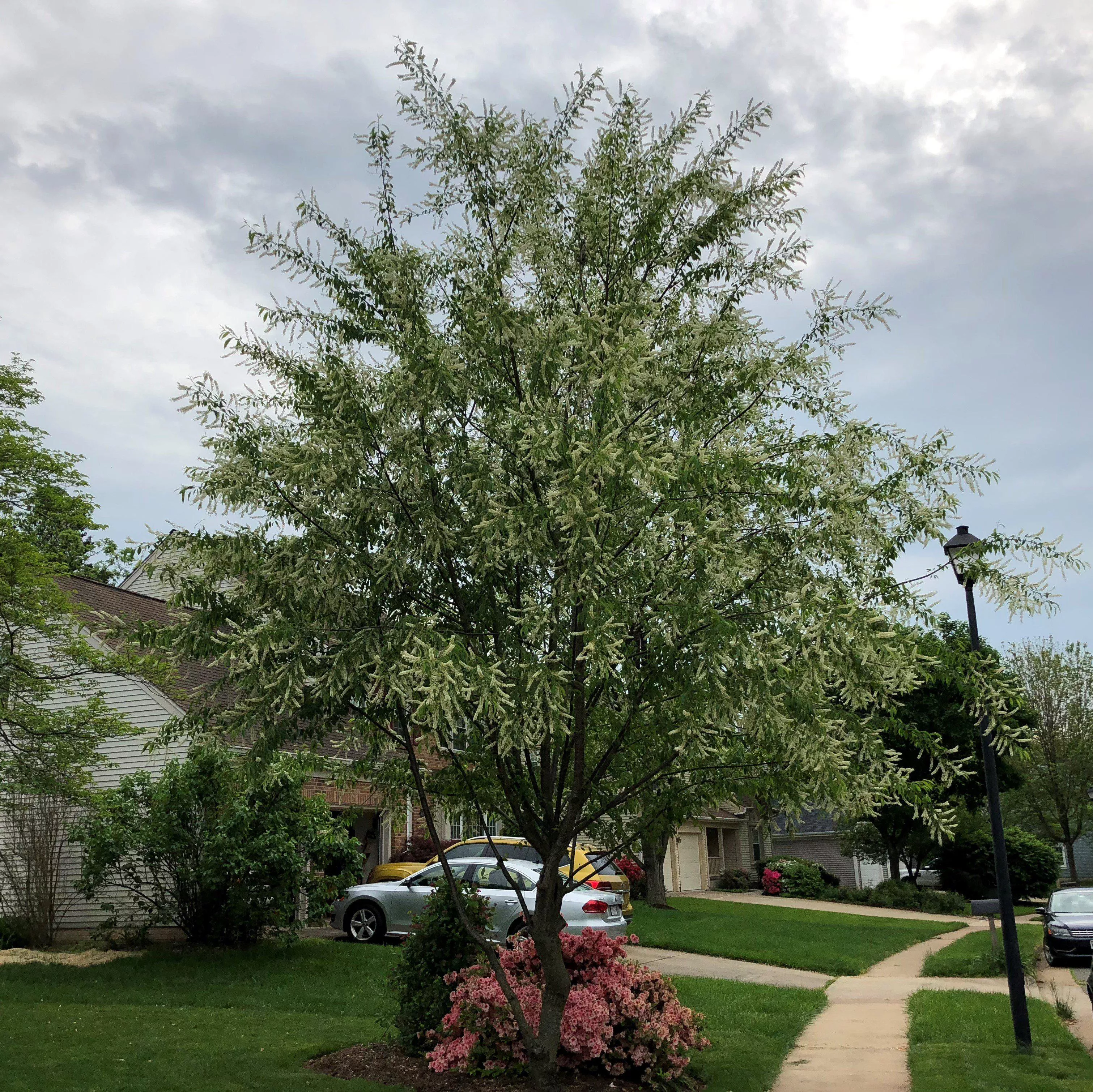 Prunus serotina- Black Cherry