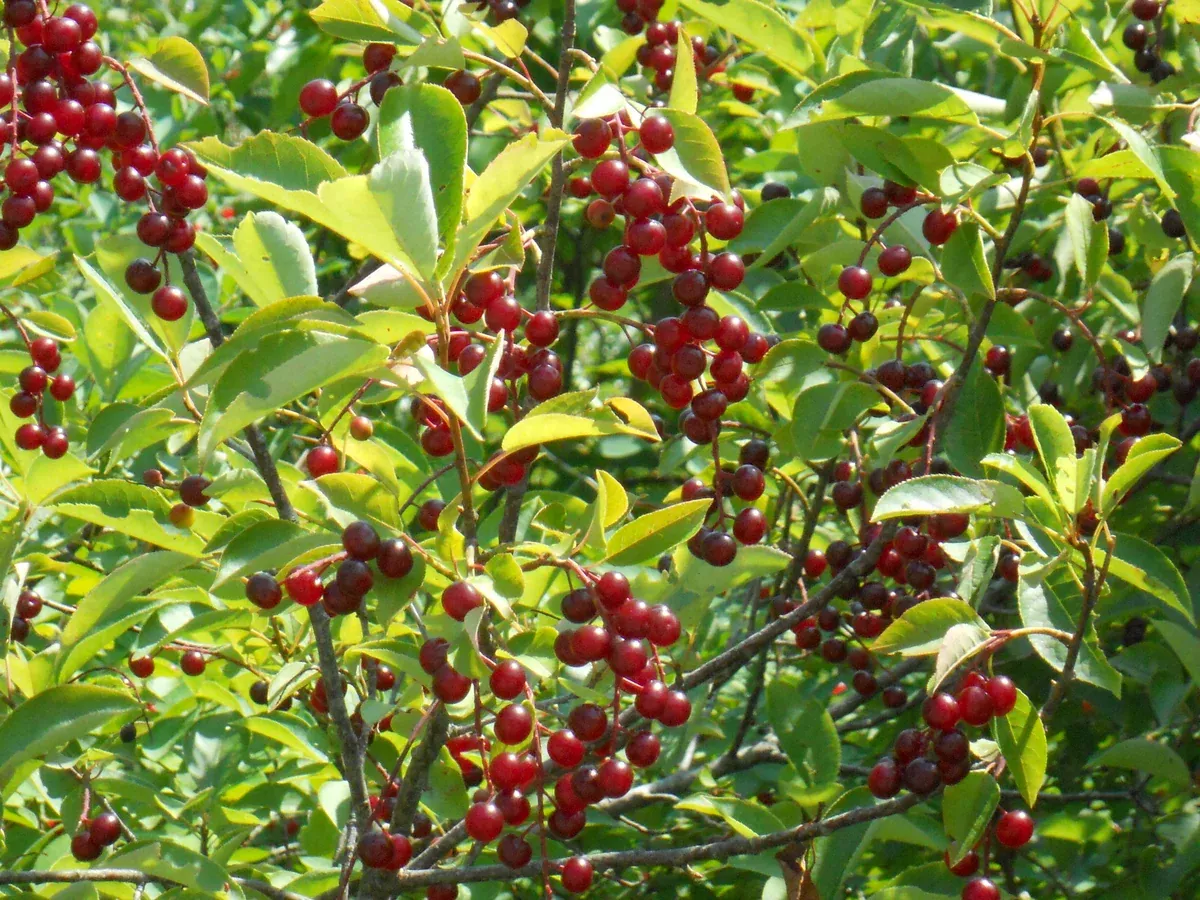 Prunus virginiana Seeds - Chokecherry