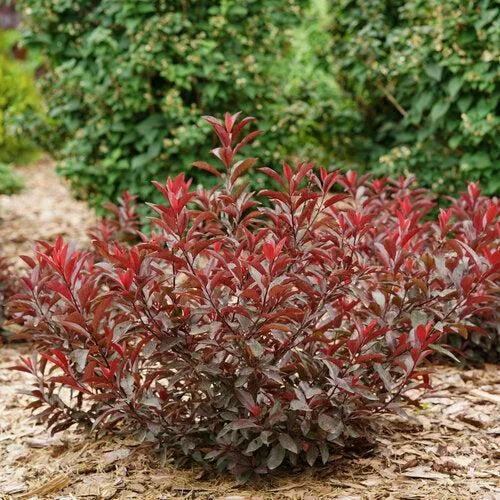 Prunus x cistena 'UCONNPCSDR'- Stay Classy Sand Cherry