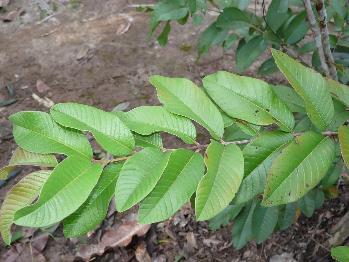 Psidium guajava Seeds - Common Guava