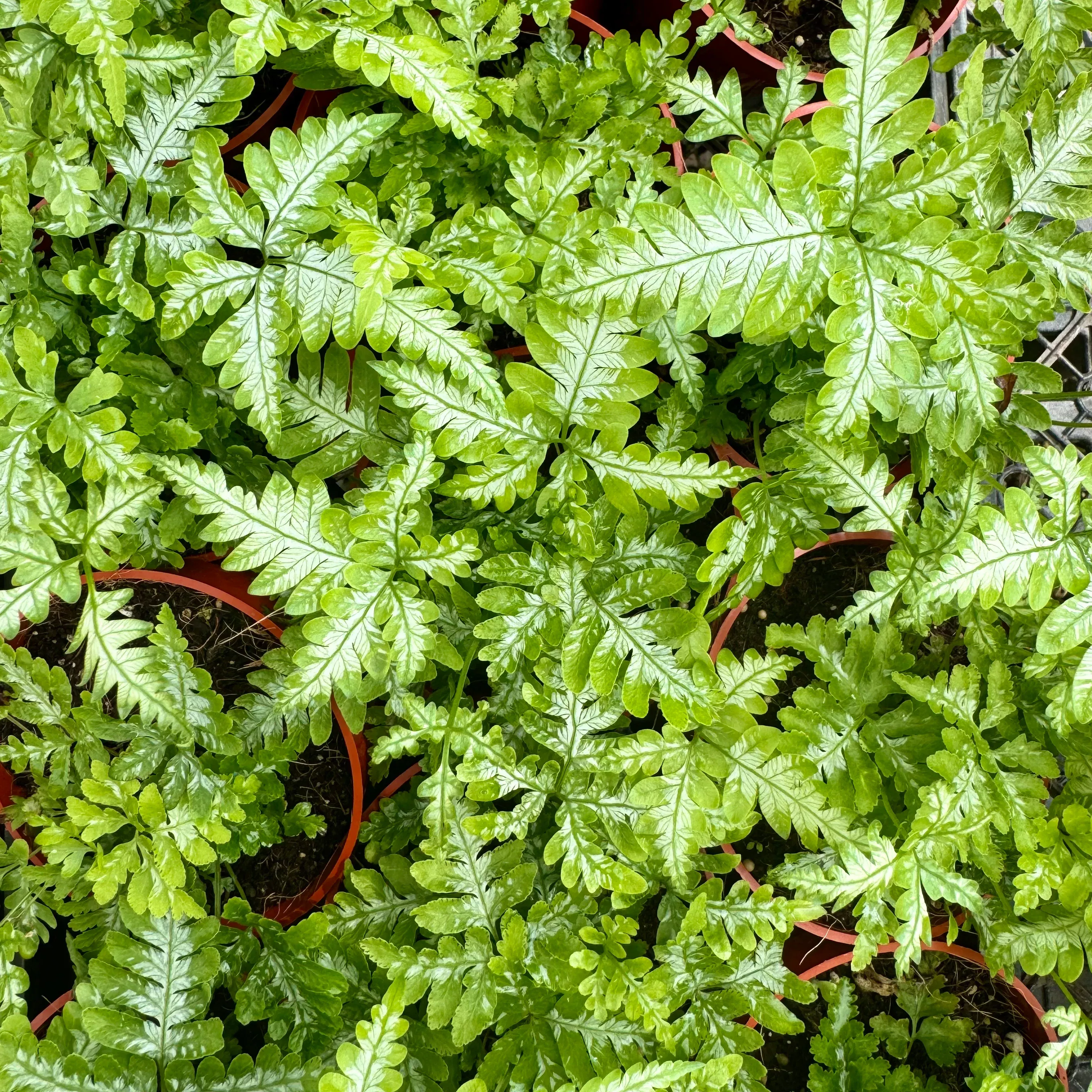 Pteris argyraea 'Silver Brake Fern'