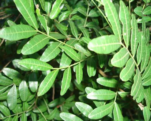 Pterocarpus indicus seeds