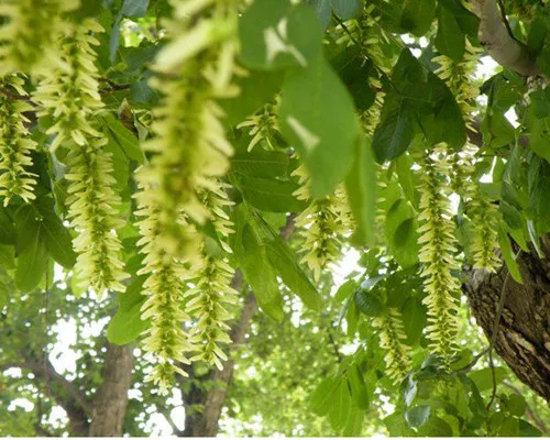 Pterocarya stenoptera seeds