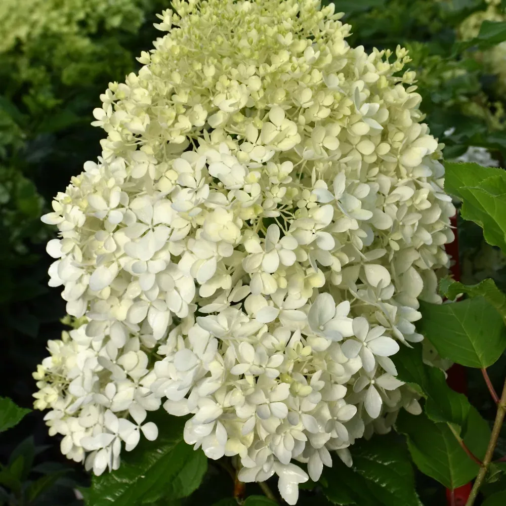 Puffer Fish Hydrangea