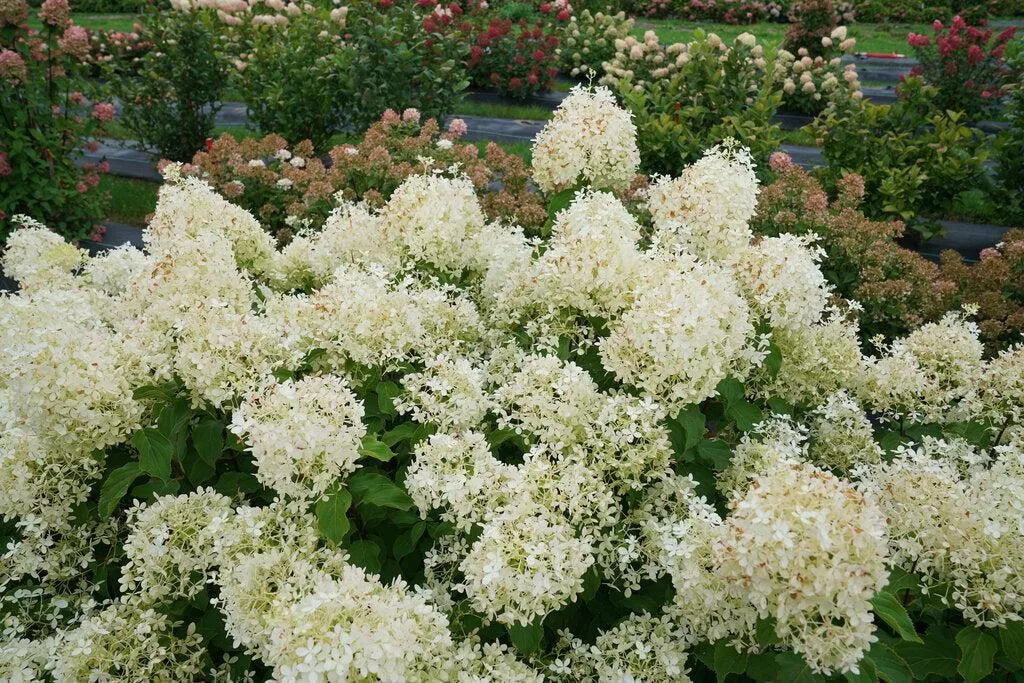 Puffer Fish Panicle Hydrangea