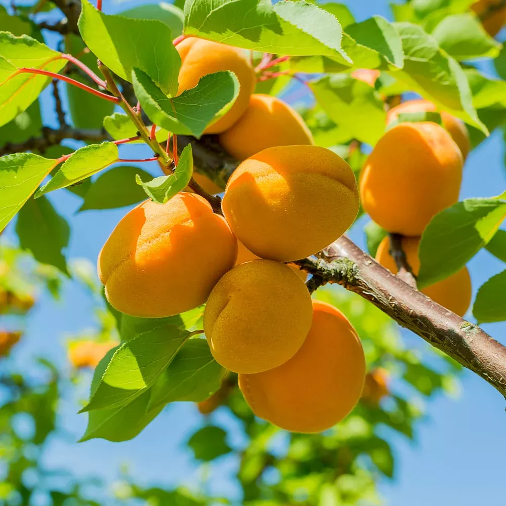 Puget Gold Apricot