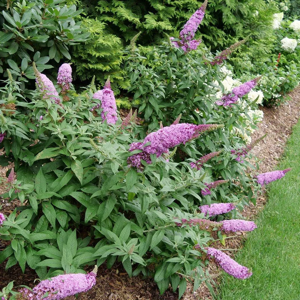 Pugster Pinker Butterfly Bush
