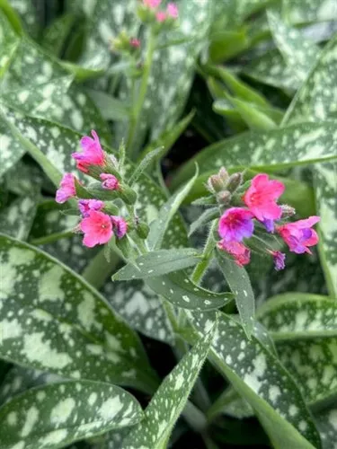 Pulmonaria x "Raspberry Splash / Lungwort