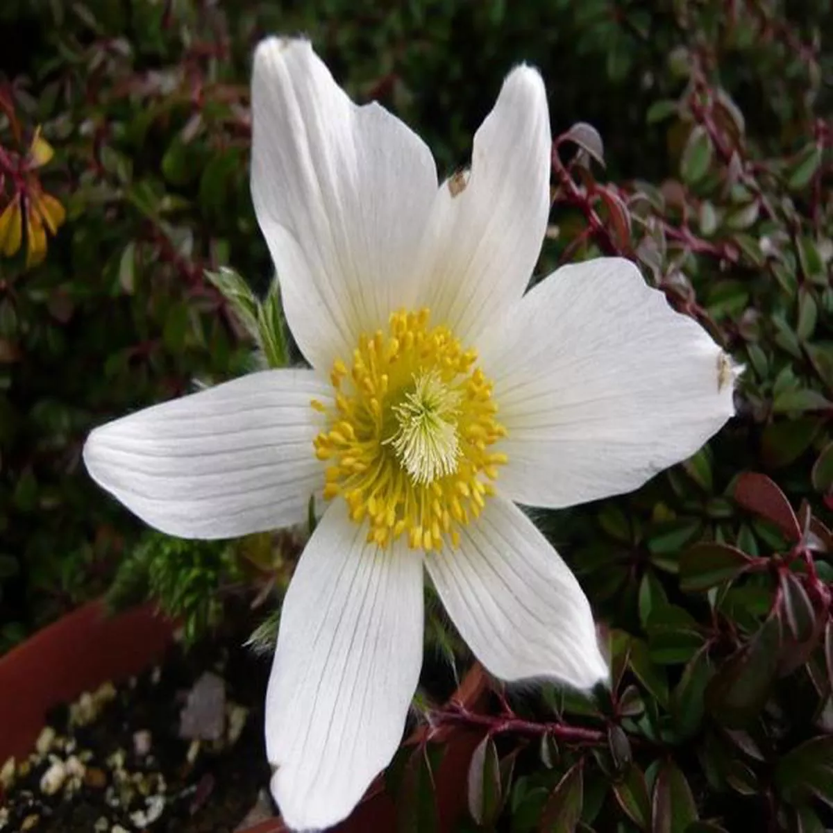 Pulsatilla vulgaris AlbaPasque Flower