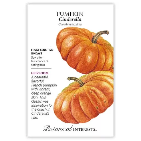 Pumpkin 'French Cinderella'