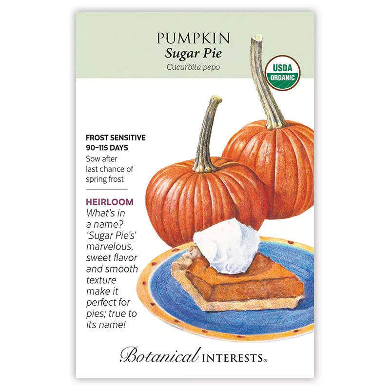 Pumpkin Sugar Pie Org