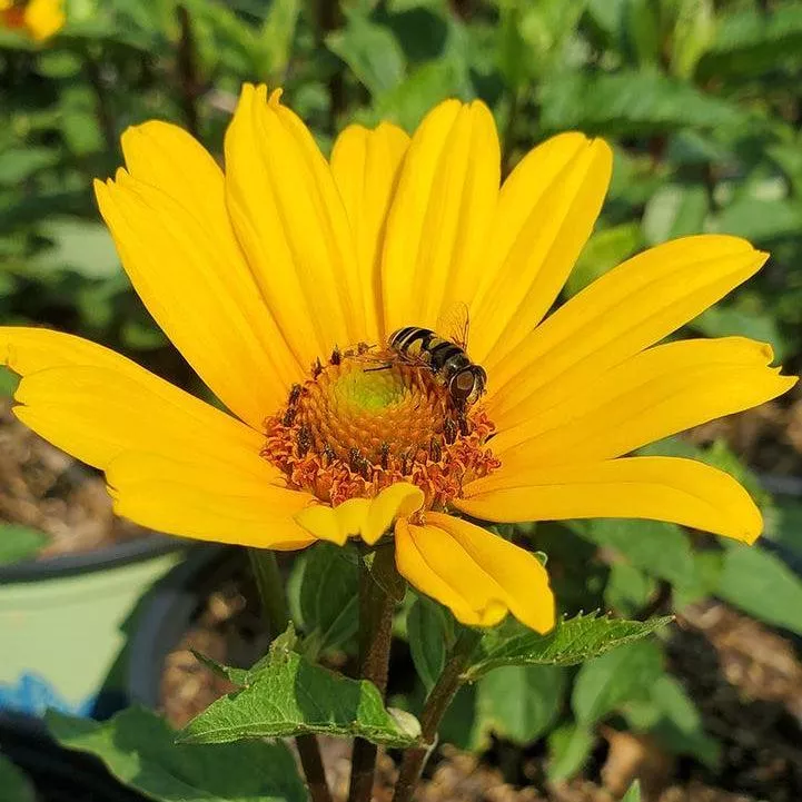 Punto Russo False Sunflower