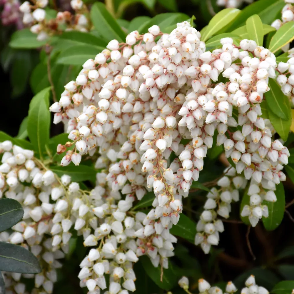 Purity Japanese Pieris