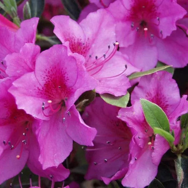 Purple Azalea Patio Tree