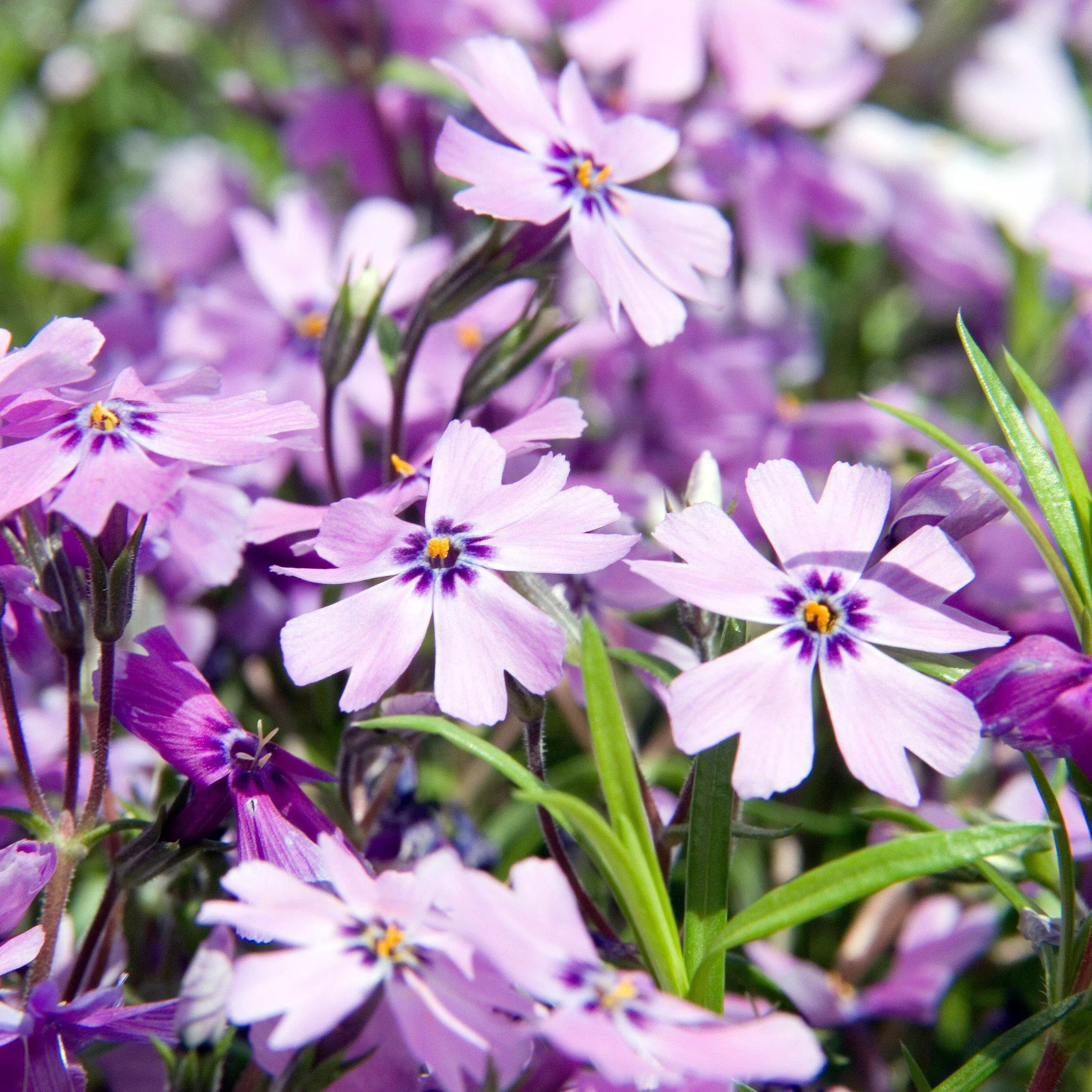 Purple Beauty Creeping Phlox