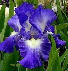 Purple-Blue Flower, Petals Edged with White, Blooms In Spring and Again In Fall.