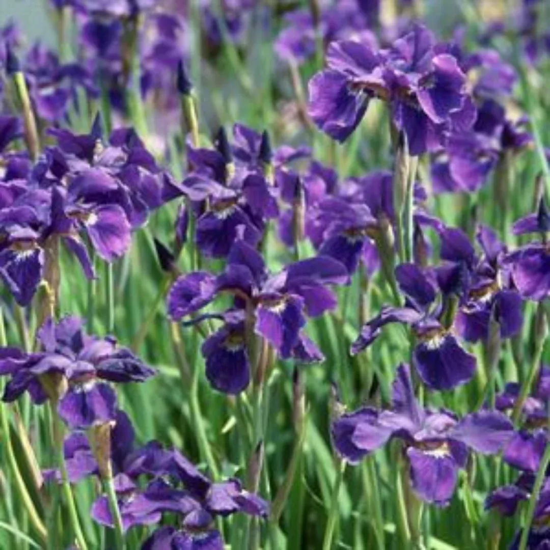 Purple-Blue Flower, Petals Edged with White