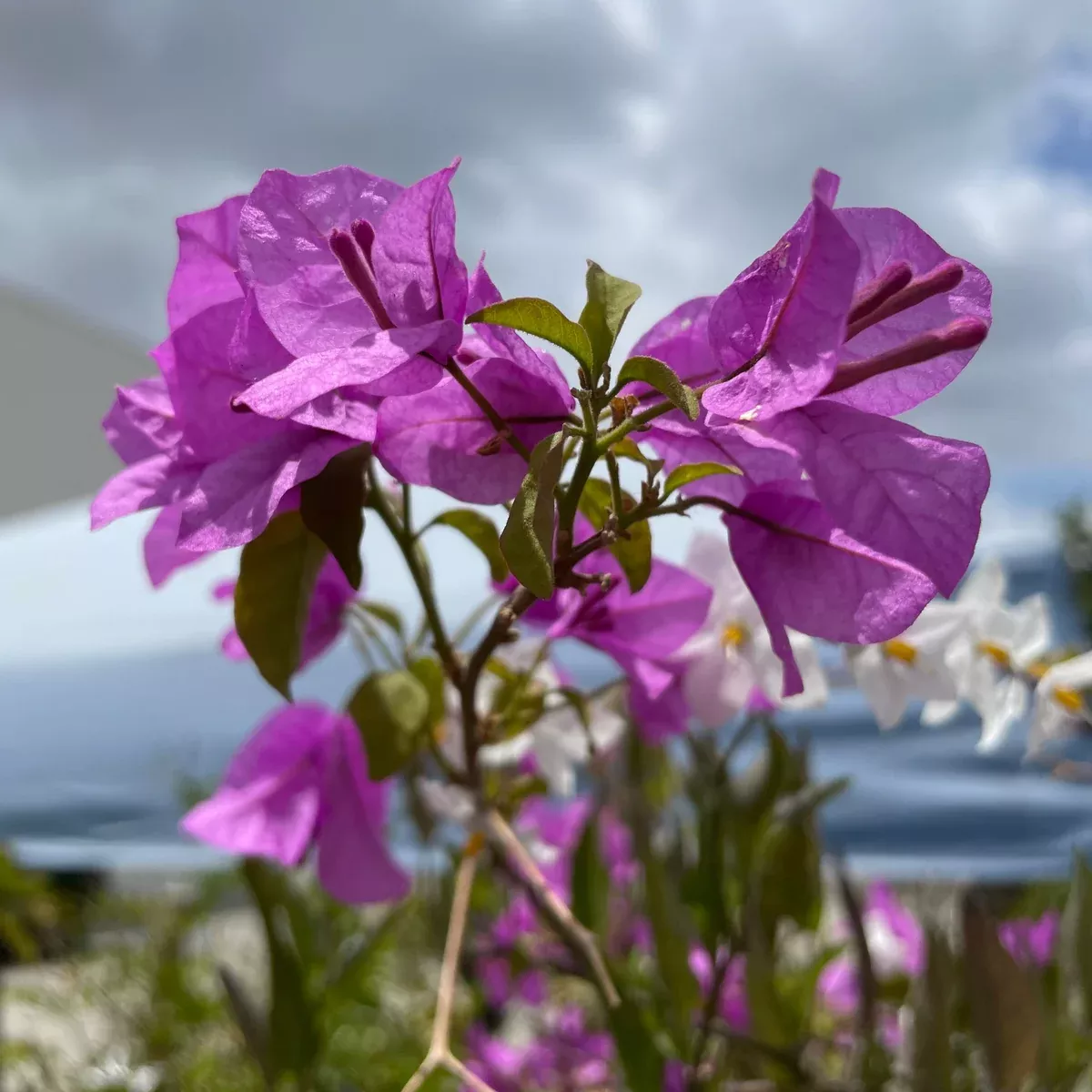 Purple Bougainvillea Shrub