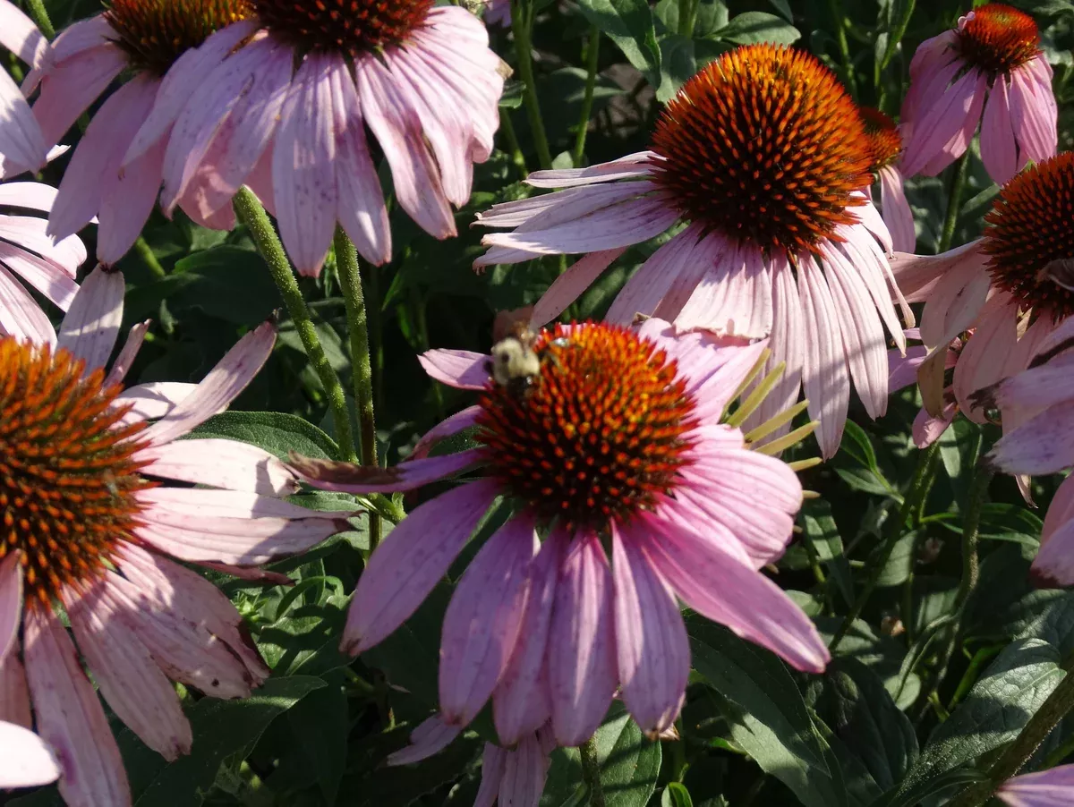 Purple Coneflower (Echinacea pupurea)