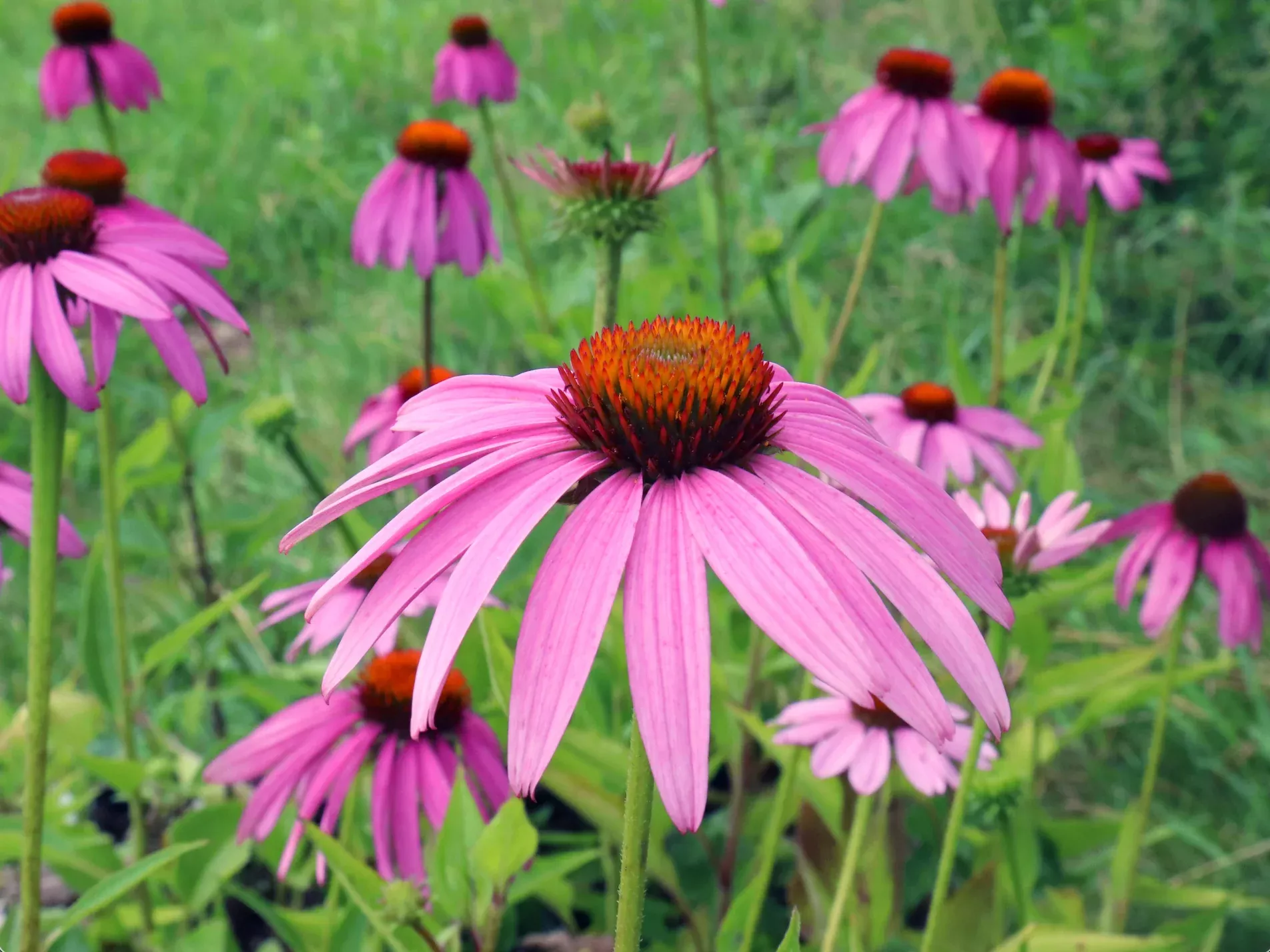 Purple Coneflower Organic (Echinacea) Seeds