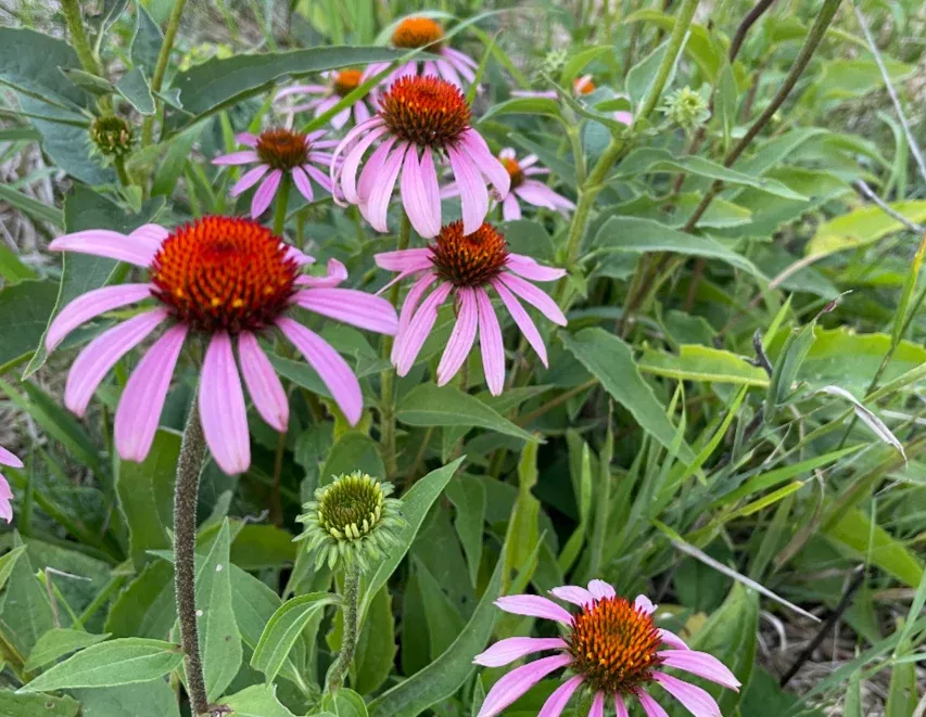 Purple Coneflower Seeds