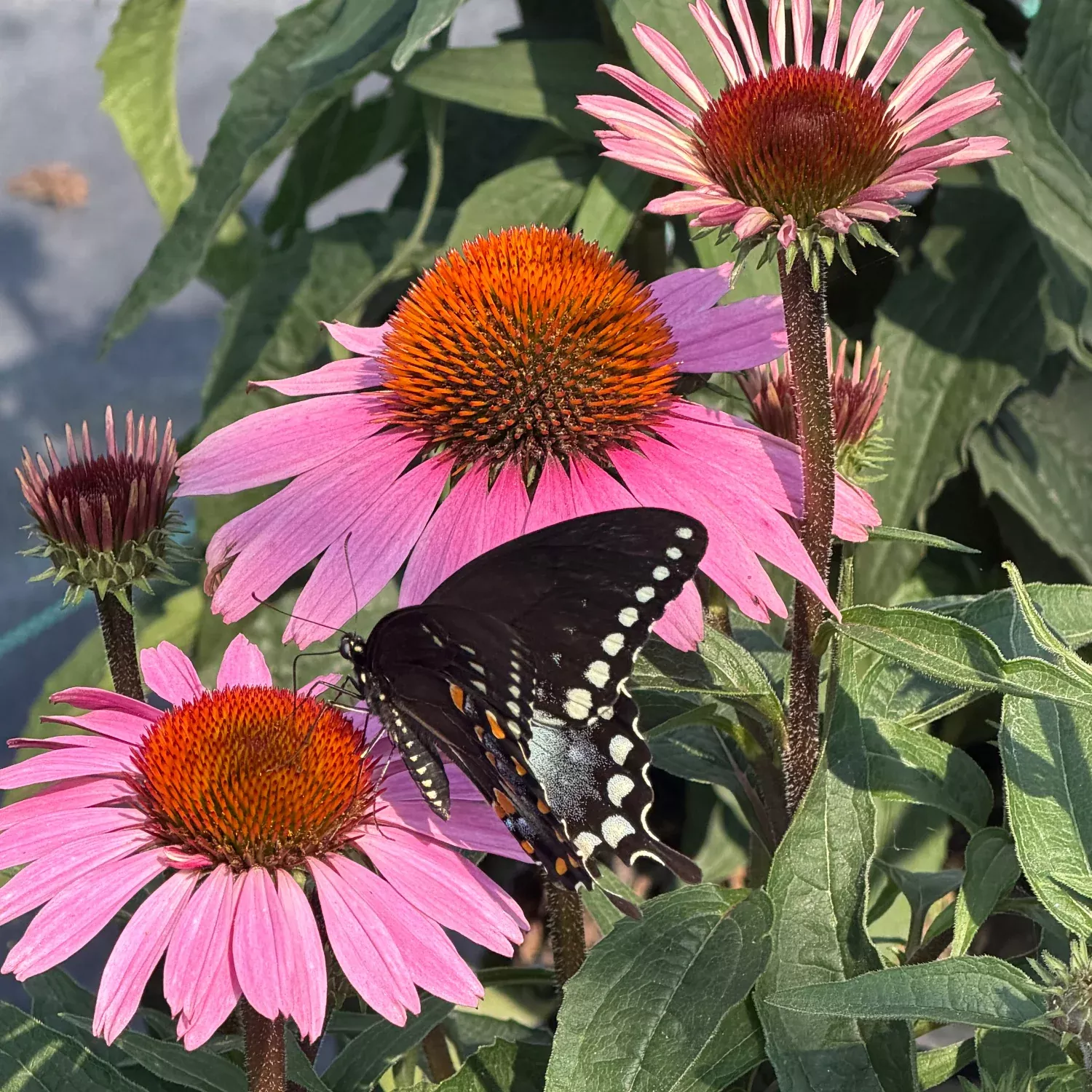 Purple Coneflower