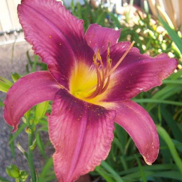 Purple Daylily