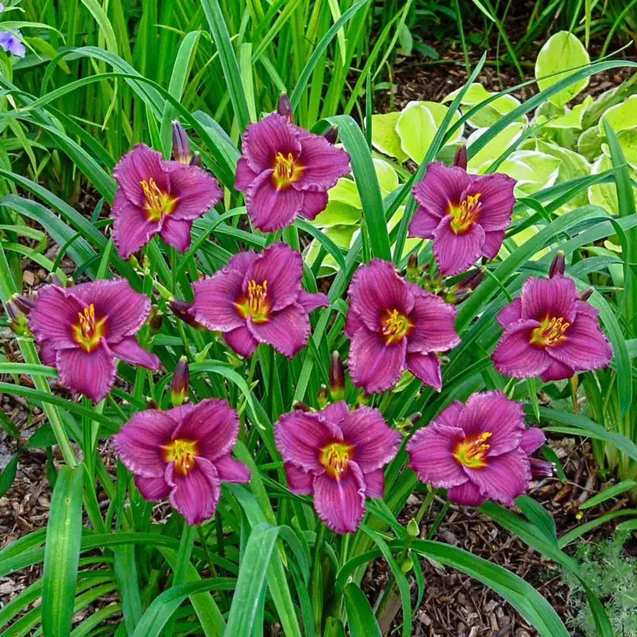 Purple de Oro Reblooming Daylily