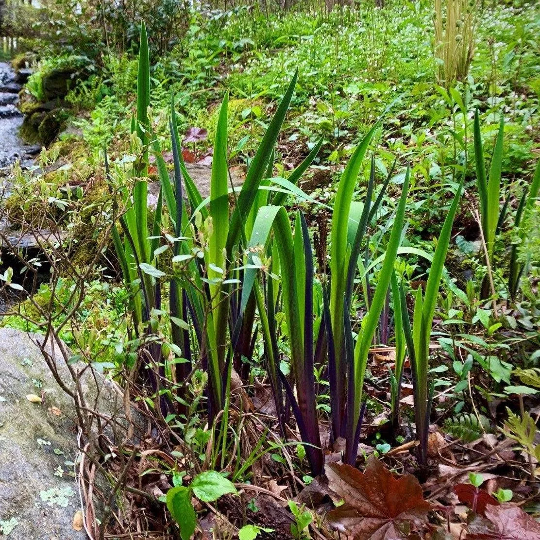 Purple Flame Blue Flag Iris