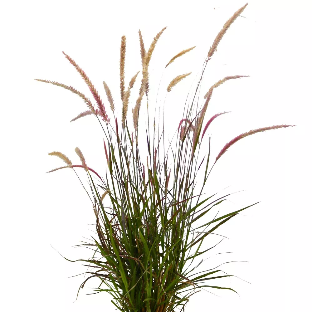 Purple Fountain Grass, 1 Gallon