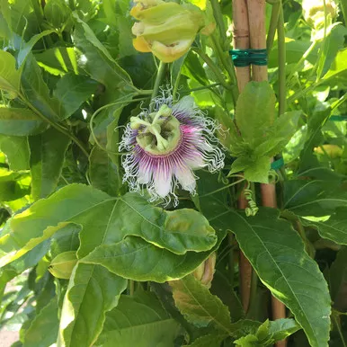 Purple 'Frederick' Passion Fruit Plant