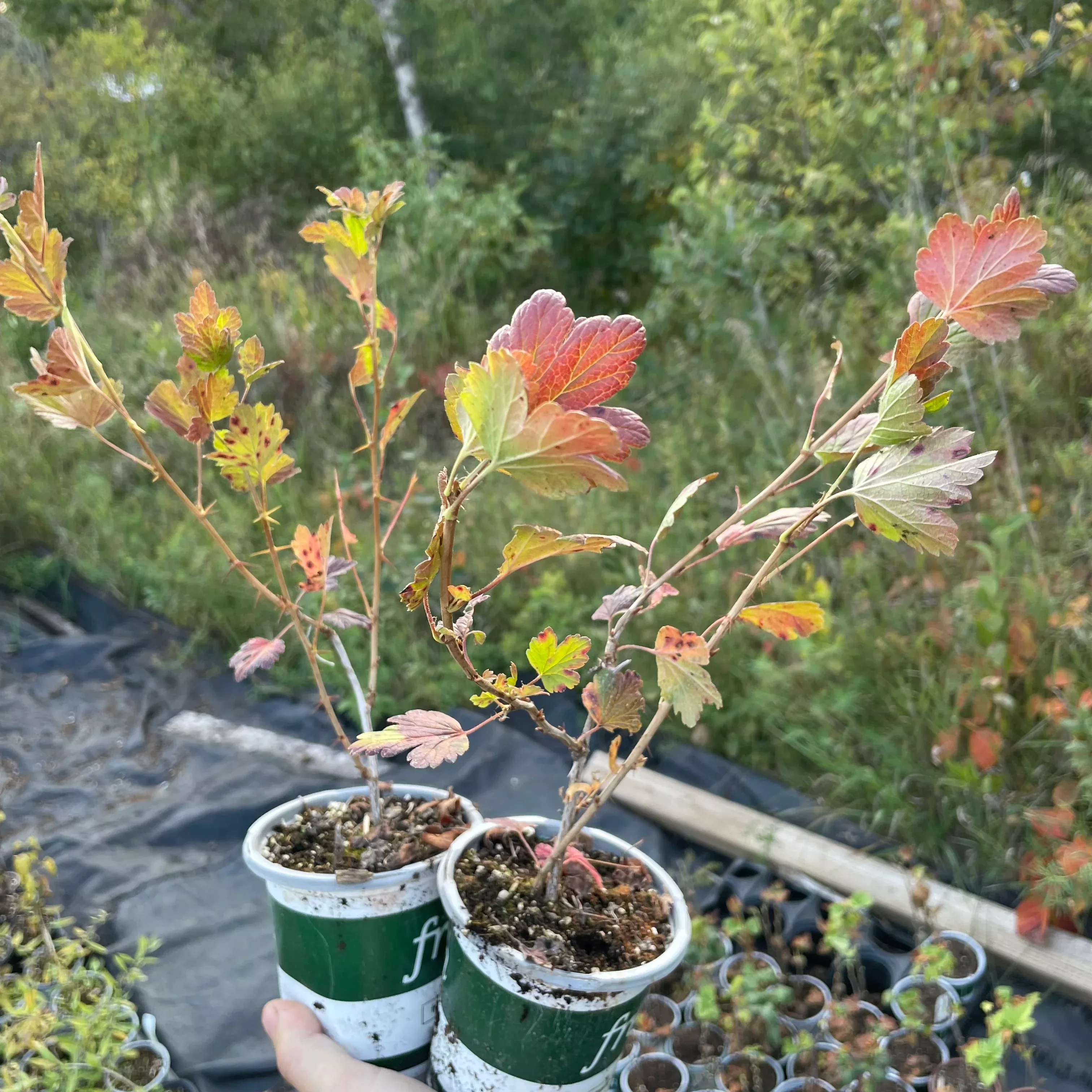 Purple Gooseberry (Ribes sp.)