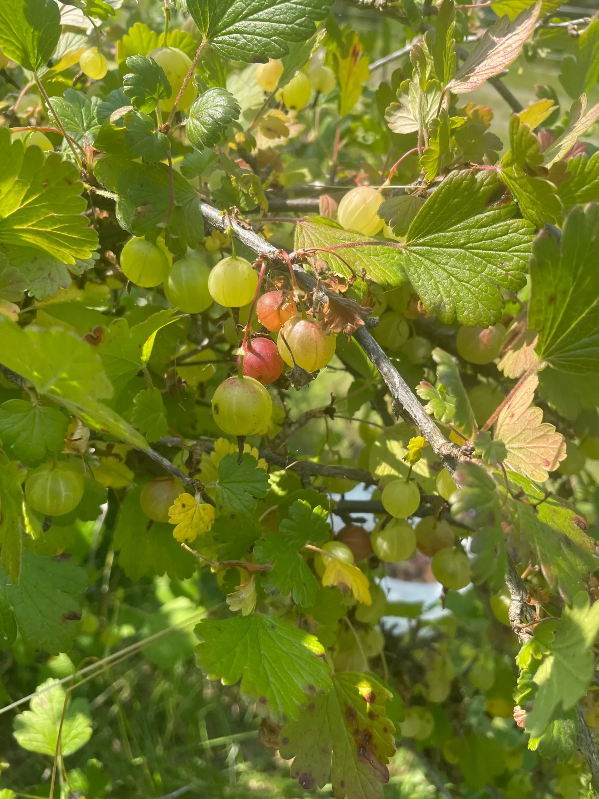 Purple Gooseberry Seeds