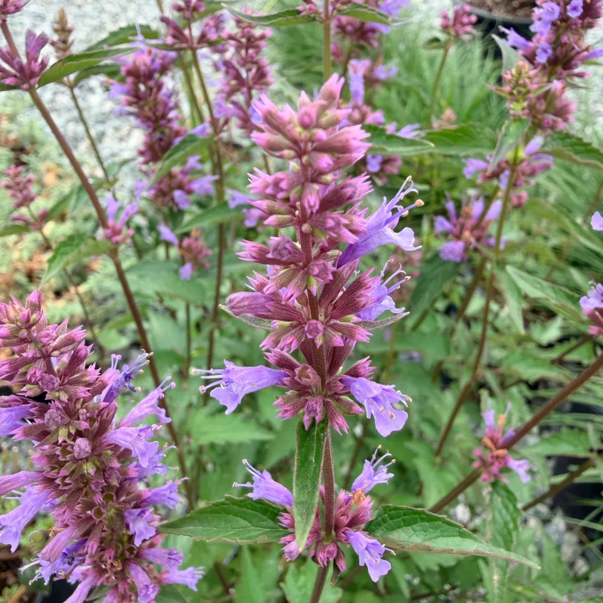 Purple Haze Hummingbird Mint