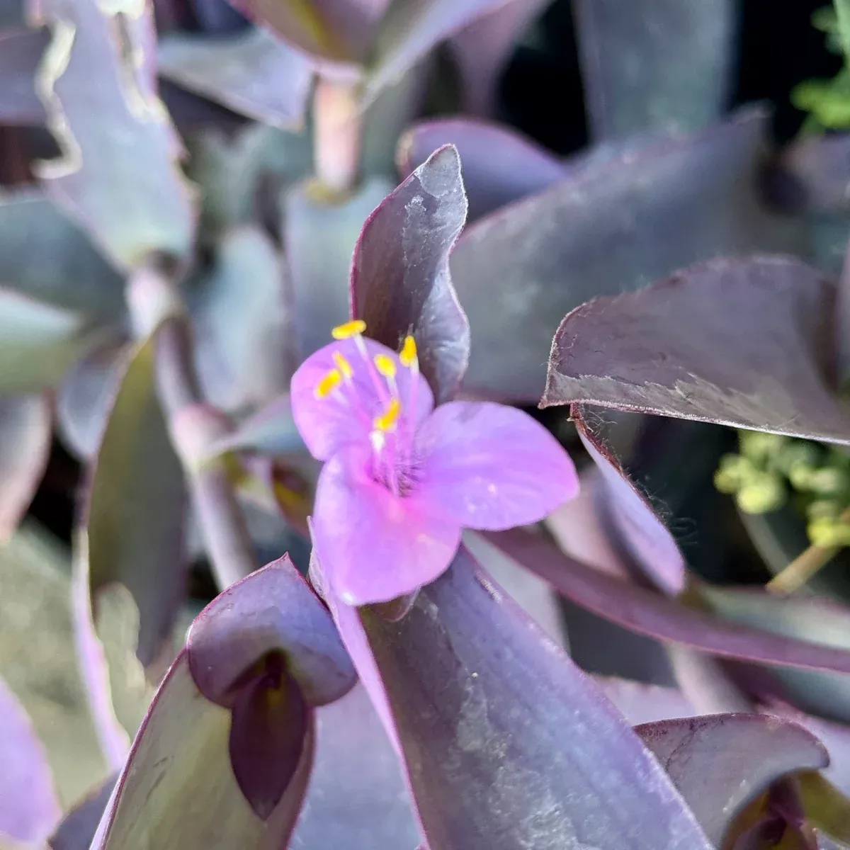 Purple Heart