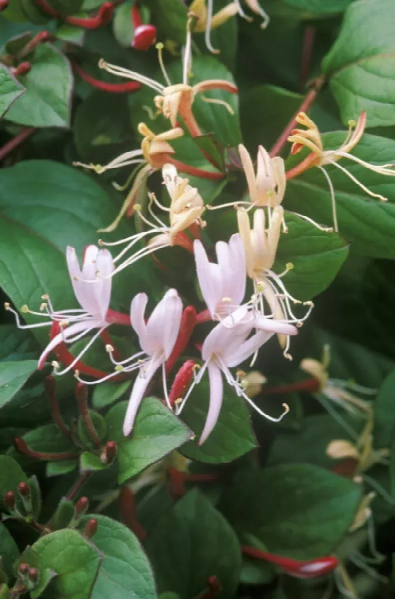Purple Japanese Honeysuckle