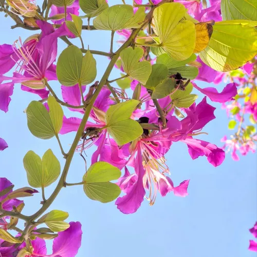 Purple Orchid Tree Seeds (Bauhinia purpurea) – Fast Growing Flowering Ornamental
