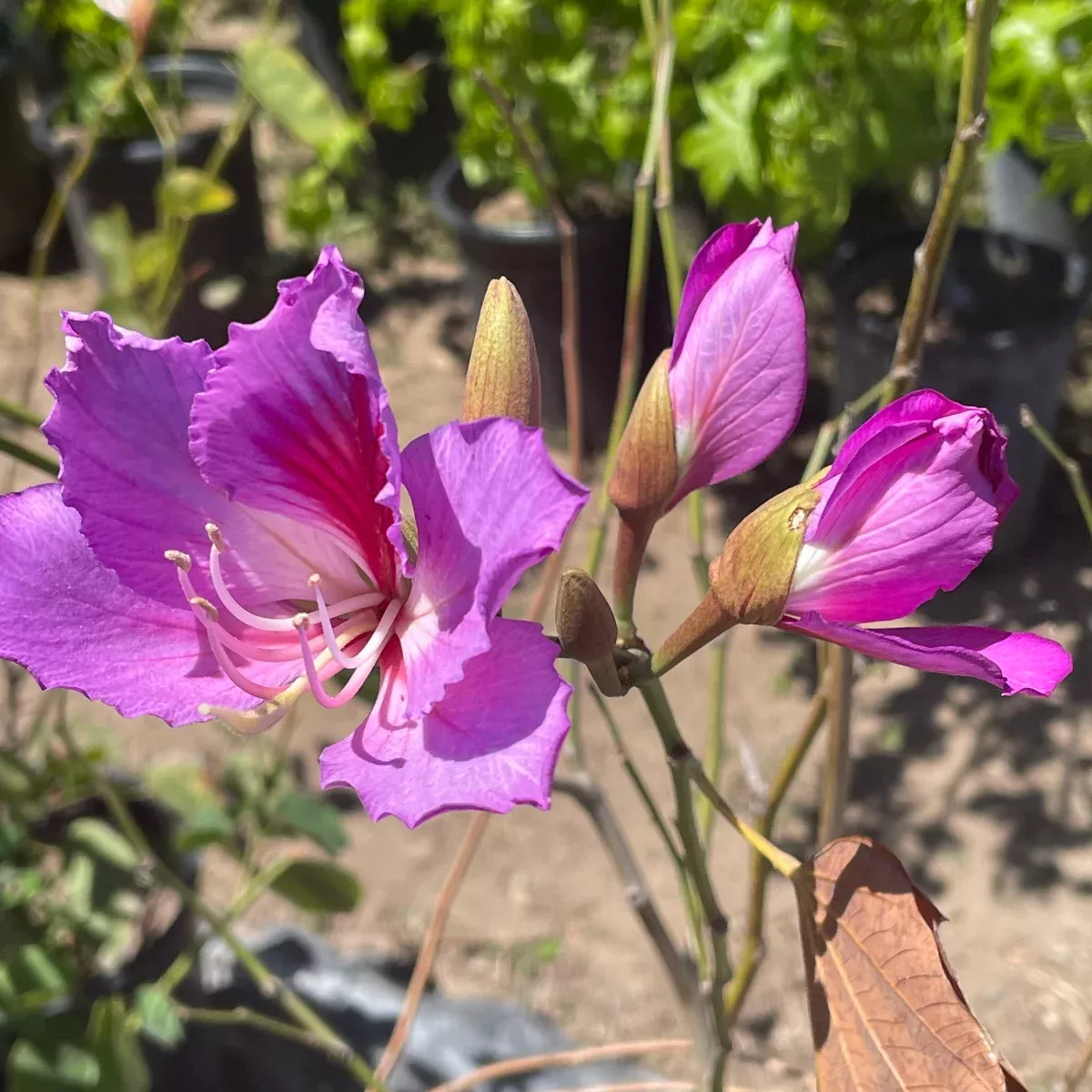 Purple Orchid Tree