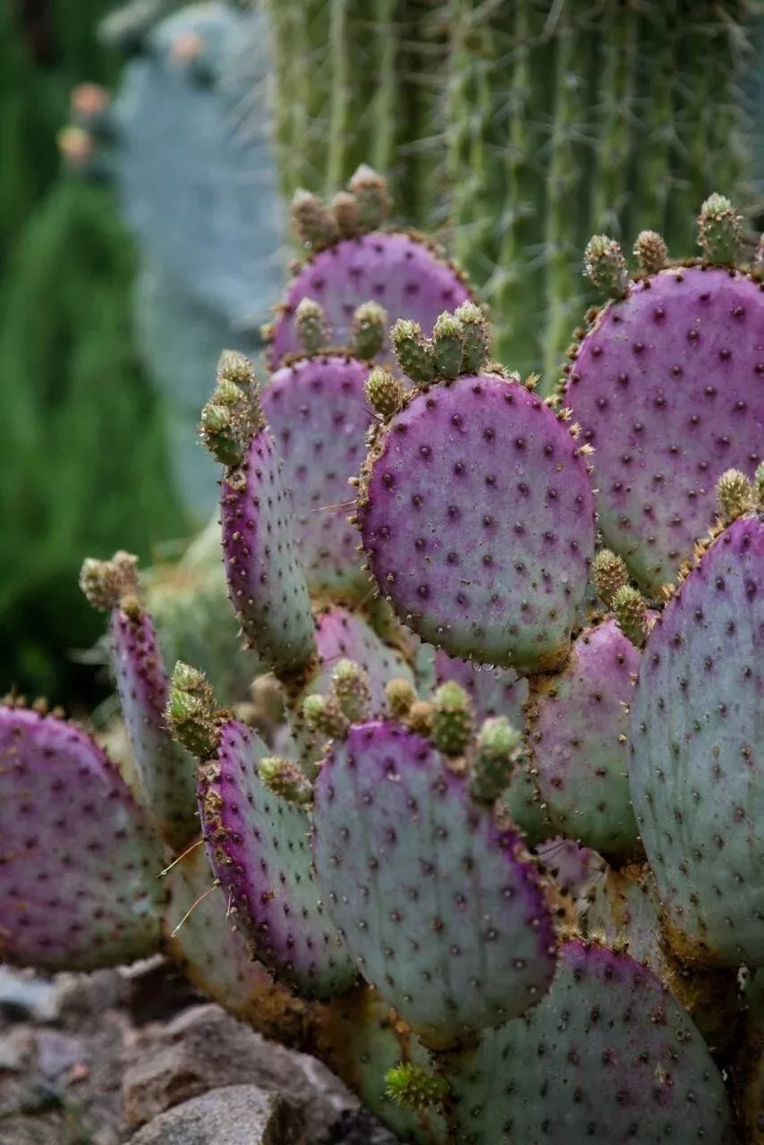 Purple Prickly Pear Cactus SEEDS, Opuntia Violacea Santa Rita OP0110