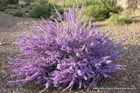 PURPLE RAIN LAEVIGATUM